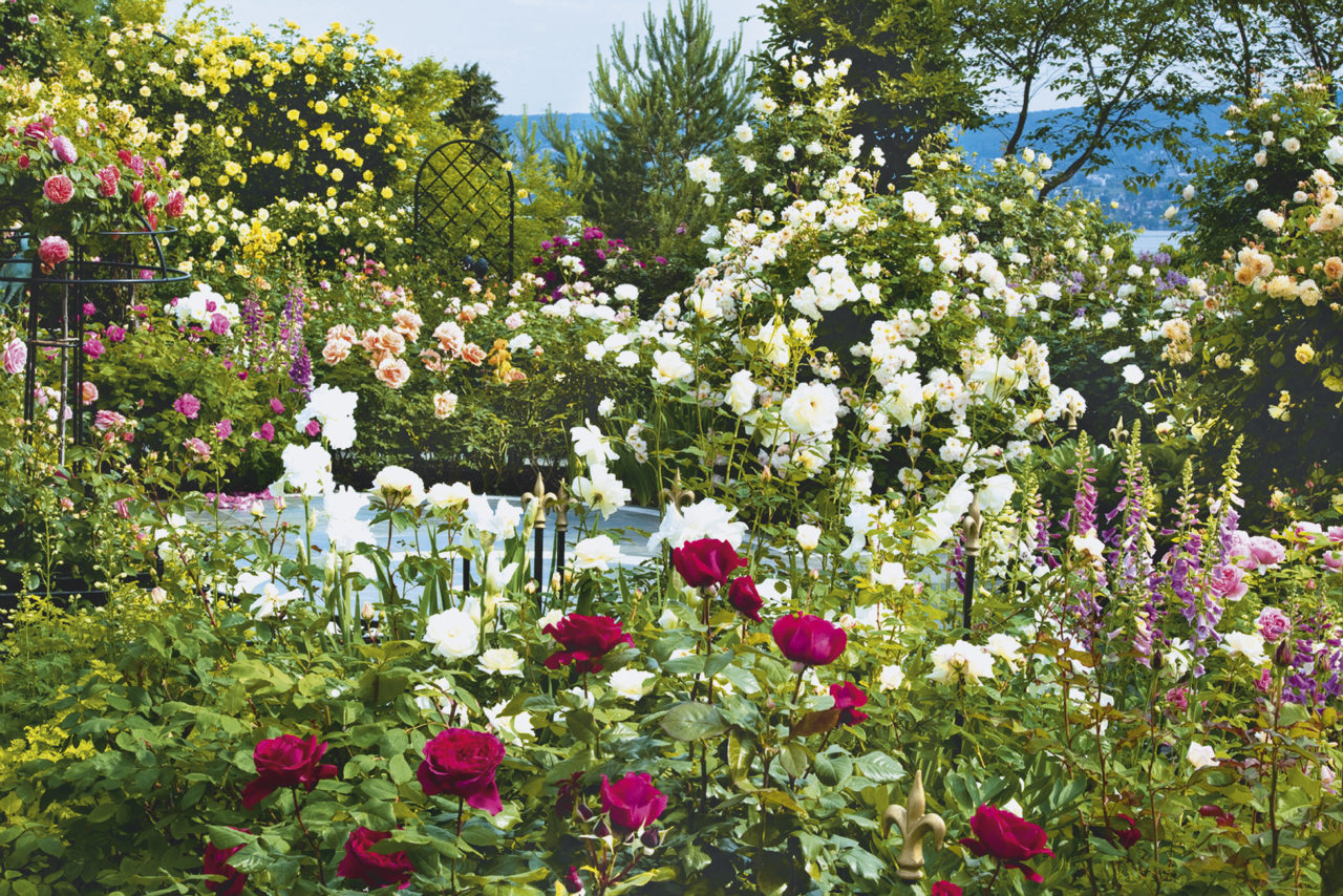 Rosengarten des Autors Kasimir M. Magyar Foto: Gaston Wicky, Zürich